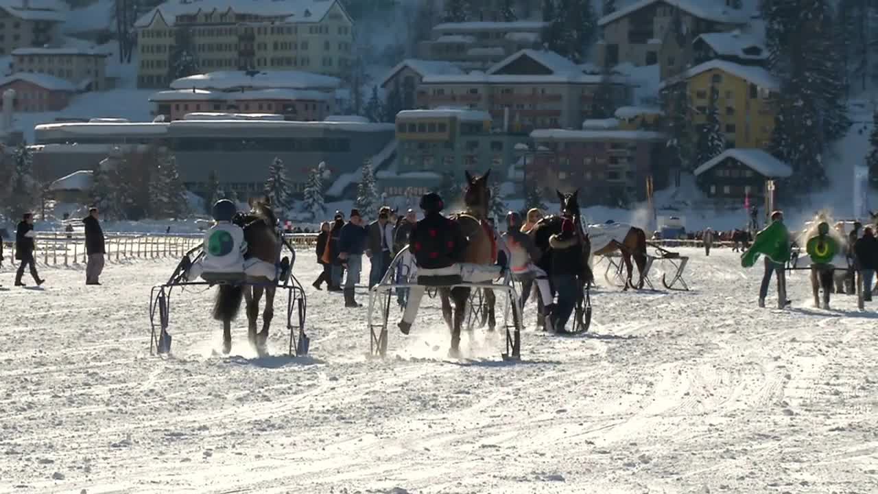 trotters and horses in slow motion after White Turf Grand Prix on February