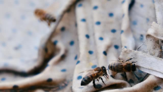 bees-on-old-clothing