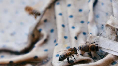 bees-on-old-clothing