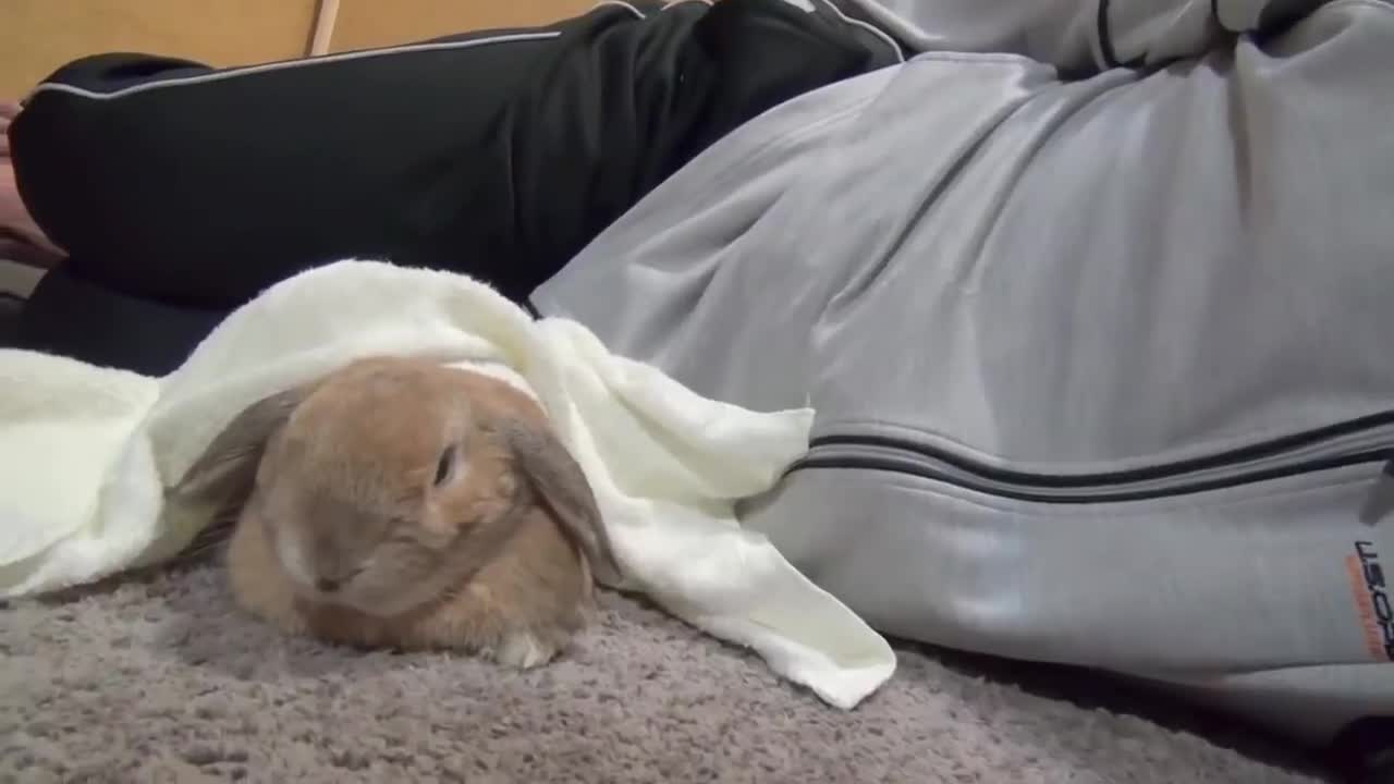 Very sleepy rabbit