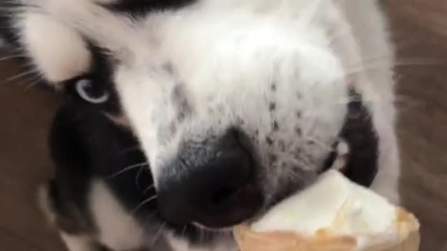 ilovedog, ice cream