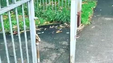 Dog stick stuck on gate