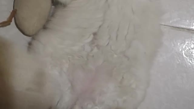 The kitten doesn't want to move