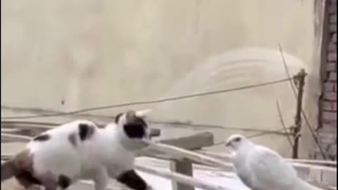 Cat meet pigeon funny