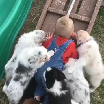 Little Boy Wins The Climbing Game Competing Against Adorable Puppies
