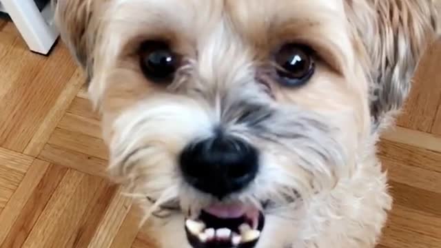 Brown dog on wooden floor has crooked teeth