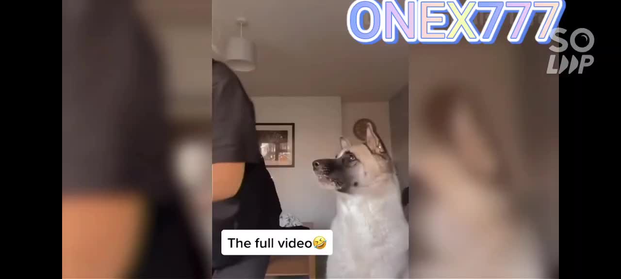 Funny Dogs and Cats