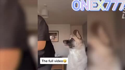 Funny Dogs and Cats