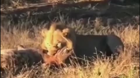 LION CATCH