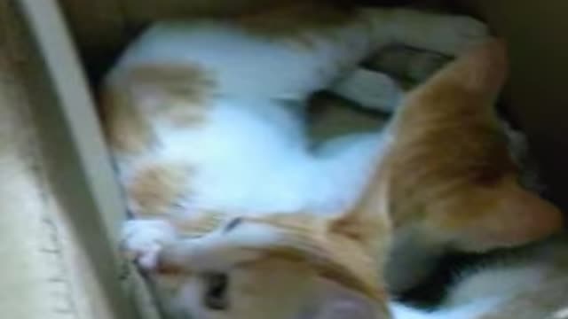 Funny kittens coming out of the box