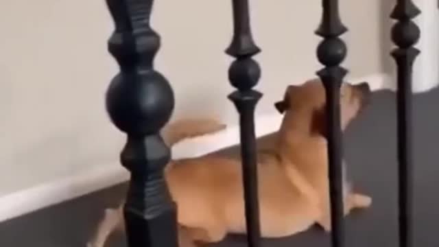Dog funny moment