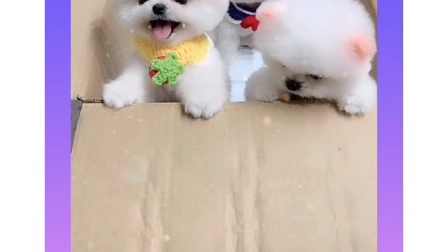 Cute puppy 🤩