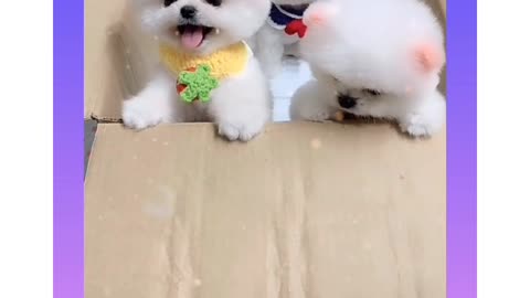 Cute puppy 🤩