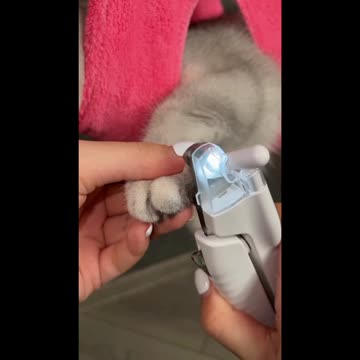 Cat Neill cutting | in the right way | #funny #fun #Entertainment #trending