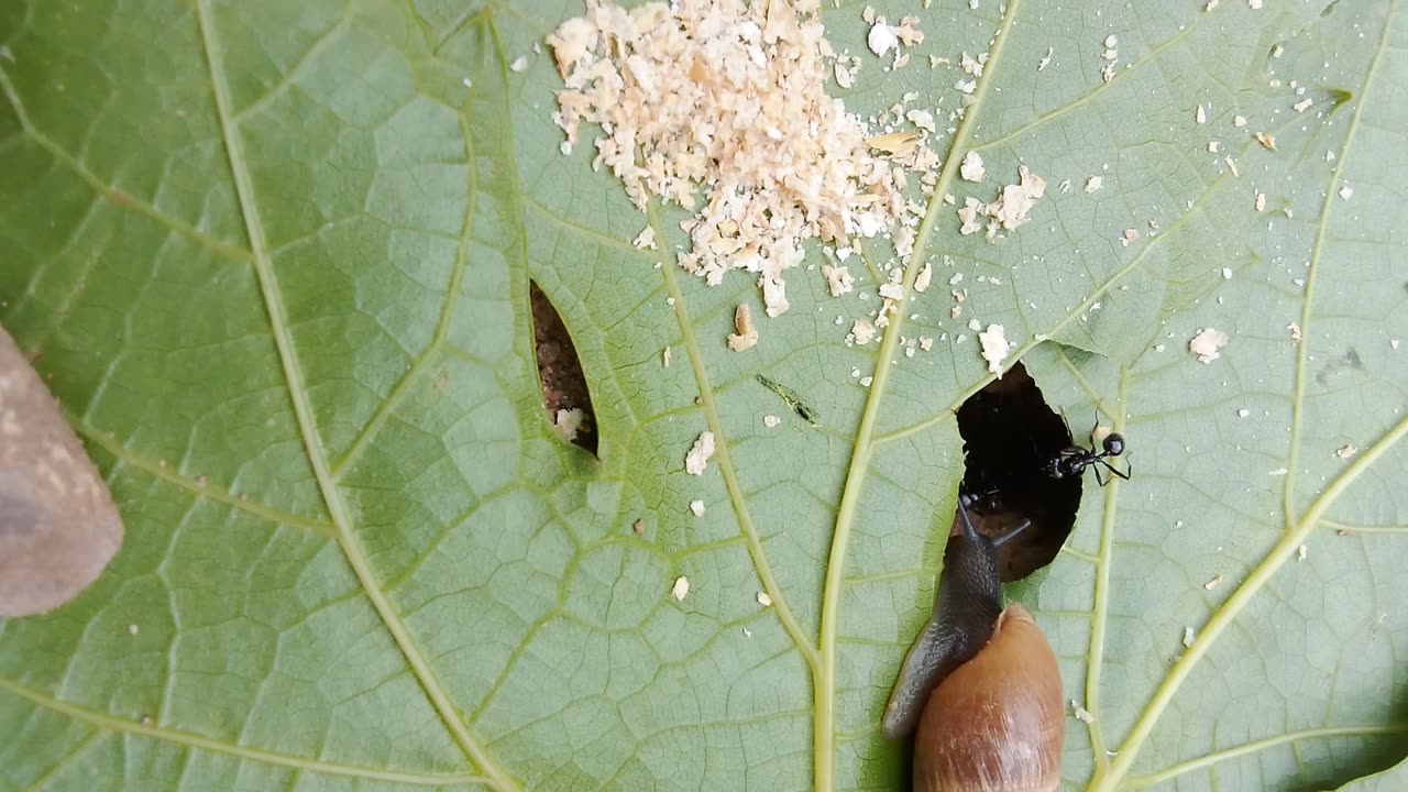 What is this snail thinking? Ants and snail