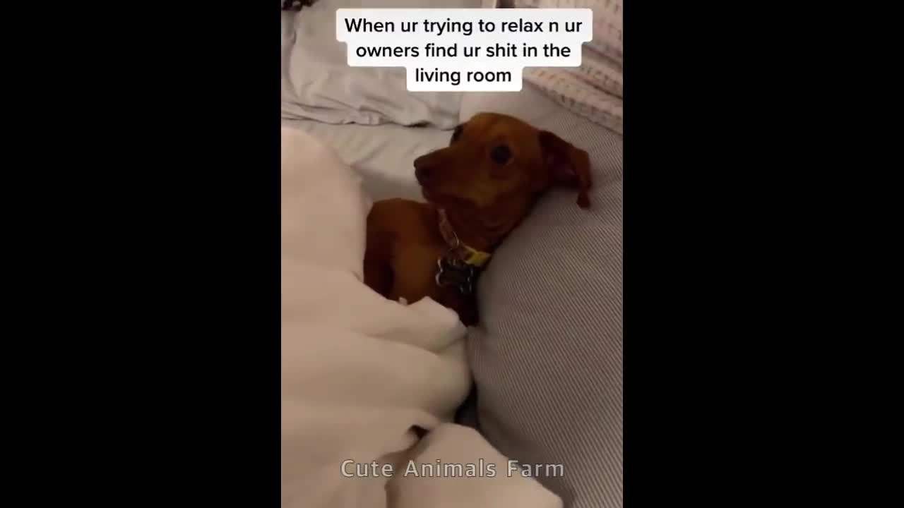 Cute And Funny pets Compilation try not to Laugh part 2