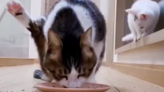 cat eating new way omg video