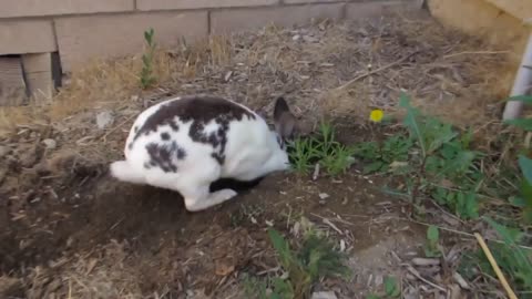 Cadbury the Bunny digging a hole || Fun4Viral