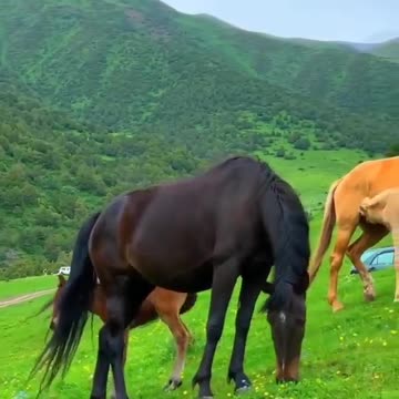 Drone captures affectionate moment between two magnificent Clydesdales