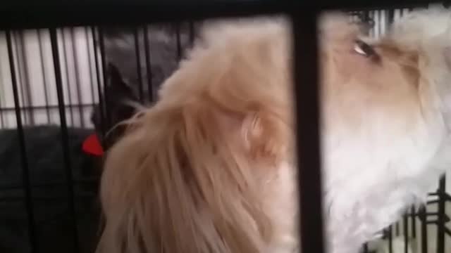 Two fluffy dogs wearing red and green bandanas in cages howl