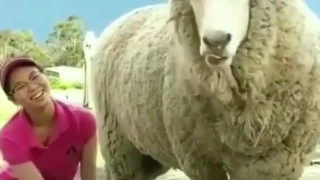 Sheep getting tickled