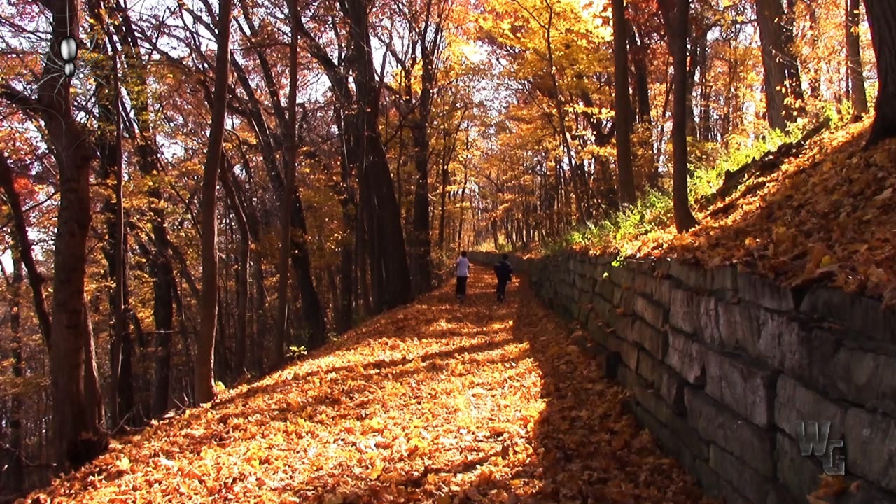 My Boys Running in the Autumn Leaves 4K