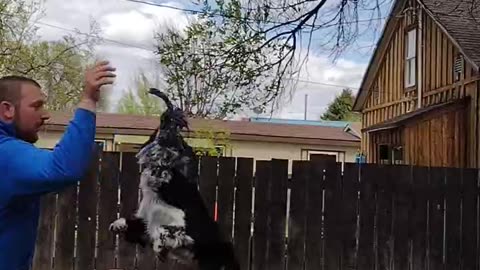 Jocko Loves to Jump- Priceless Look At The End!