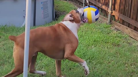 Boxer Plays Tetherball