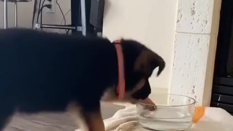 Cute German shepherd puppy obsessed with his water bowl❤️o #funny#shorts#puppies#dogs#cute