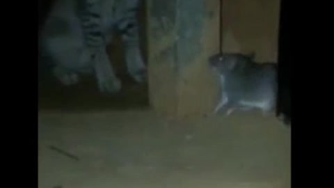 Cat Playing With Mouse ...