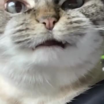 Pets always do funny things