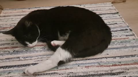 My baby lulu is sleeping