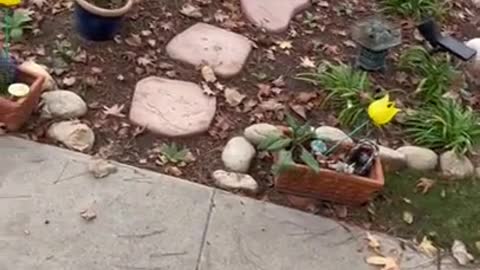 Mouse Hides On Cat