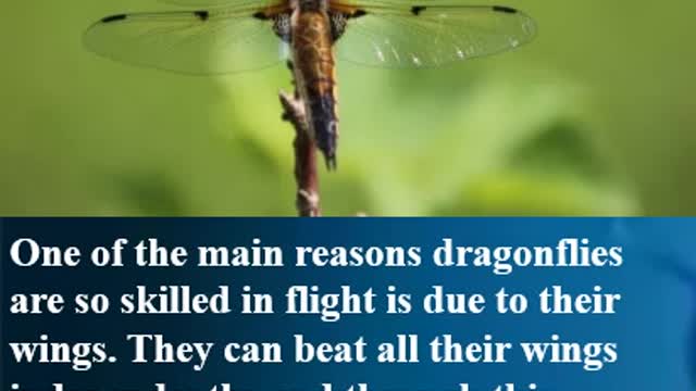 5 Awesome Facts About Dragonflies