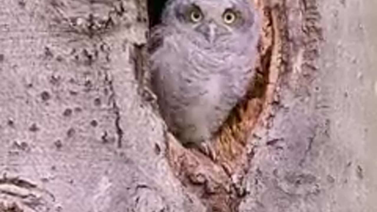 What a beautiful baby owl video