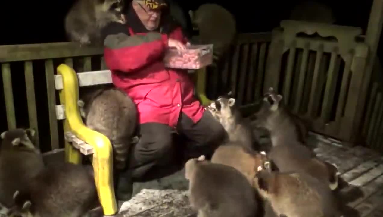 A man who has been feeding raccoons for the past 20 years.