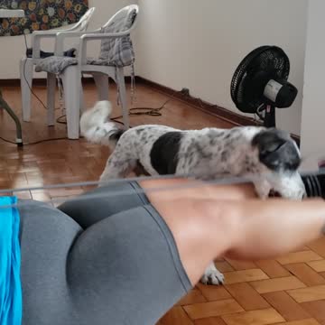 The dog does not want me to do exercise!