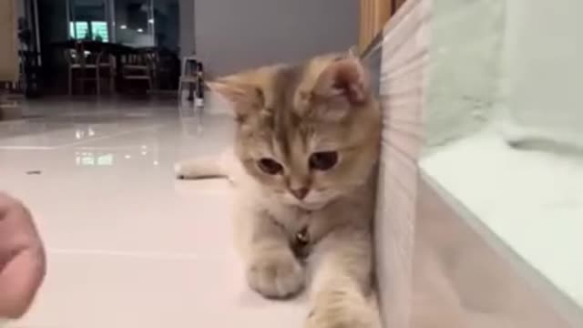 Smart Cat