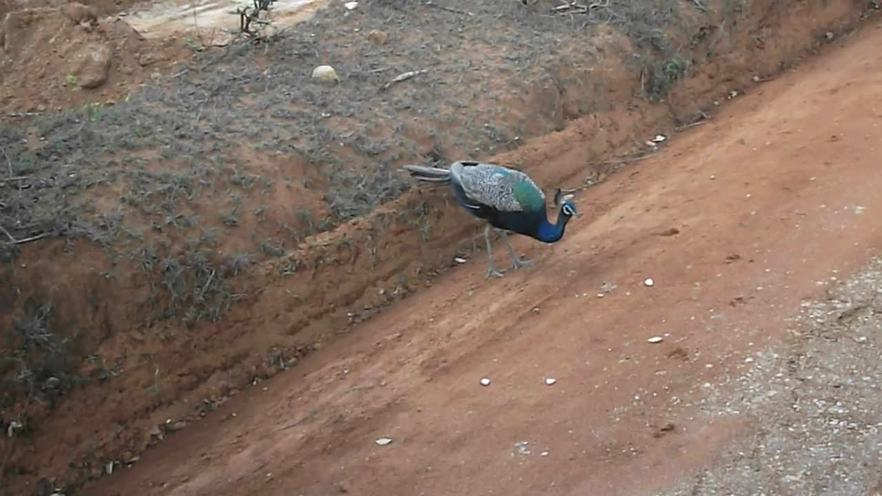 Beautiful nature.I'm a peacock..