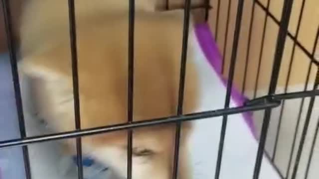 The puppy's condition is getting better, look