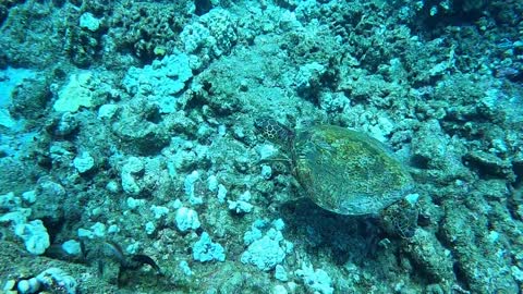 Cool Turtle in Hawaii