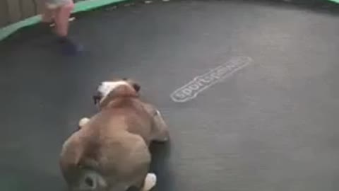 Dog Gets Excited Over Trampoline