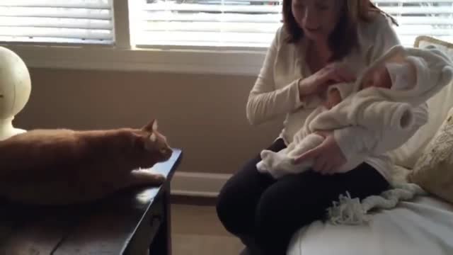 Cats' first encounter with babies