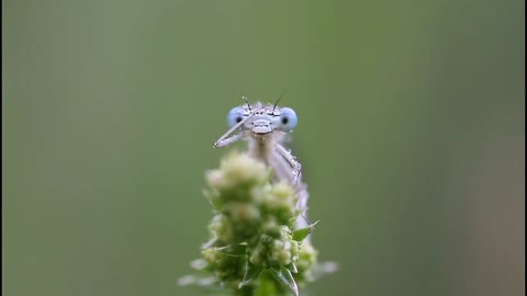 CURIOUS DRAGONFLY