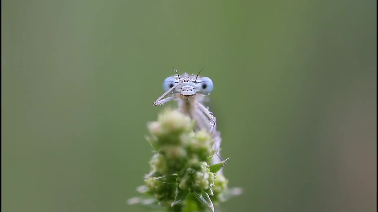 CURIOUS DRAGONFLY