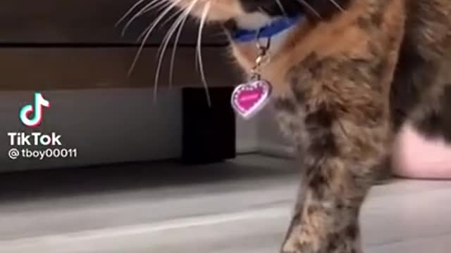 TikTok cat black 🖤and brown 🤎