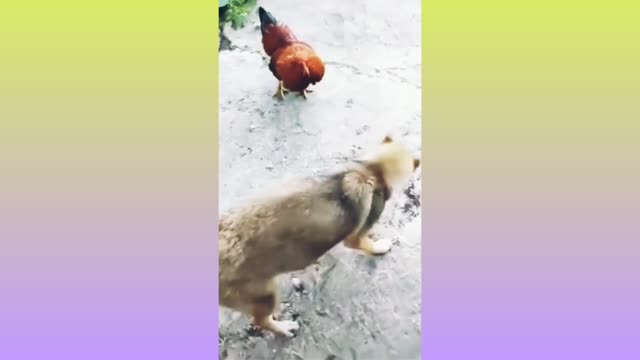 Cock and dog 🐶 funny fight||animal cute video||animal funny video