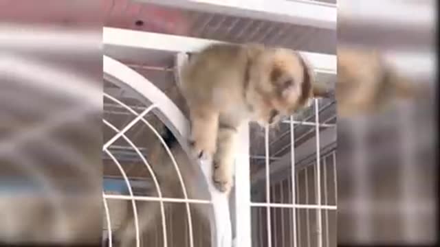 Baby Cats - Cute and Funny Cat