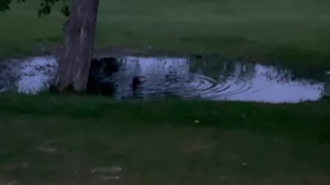 An intimate encounter between a pair of ducks on the surface of the Waterstones night