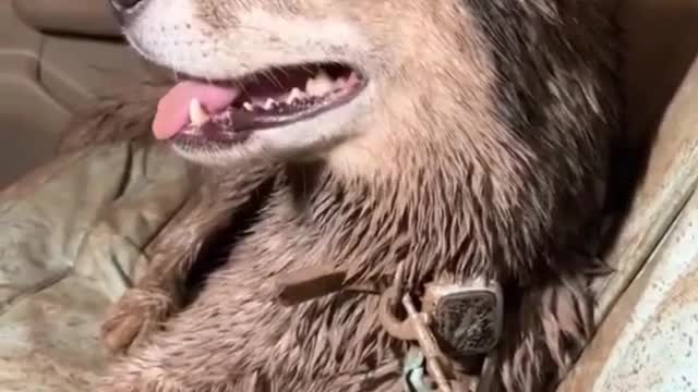No podrás creer lo que ves con éste perro!